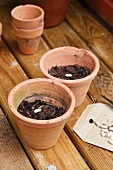 Beans planted in flowerpots