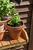 Mint and basil in clay pots on a garden table