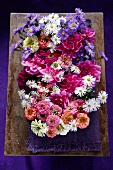 Gebinde verschiedener Gartenblumen des Spätsommers in Pinktönen, Blauviolett und Weiß