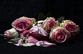 Pink roses against black background