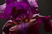 An iris flower