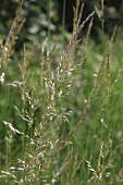 False oat-grass