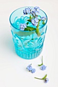Blue flowers in light blue drinking glass with several flowers scattered below on surface