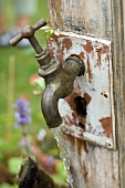 Old, brass garden tap mounted on weathered wooden board