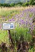 Field of lavender with identification label