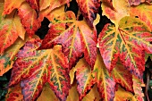Blätter von wildem Wein mit rotgelber Herbstverfärbung