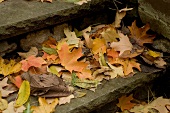 Herbstblätter auf Steinstufen