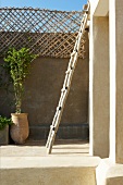 Rustic ladder leaning on wall and potted plants on Mediterranean roof terrace