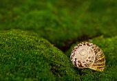 Snail shell on moss