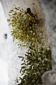 Sprigs of mistletoe hanging hanging on old stone wall