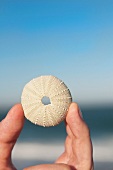 Sea urchin test held in hand
