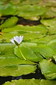 Flowering water lily in pond