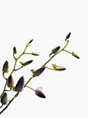 Orchid sprigs with closed flower buds