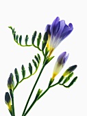 Blauviolette Fresien
