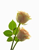 Two cream and pink roses with leaves in background