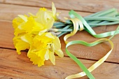 Daffodils and decorative ribbon on wooden surface
