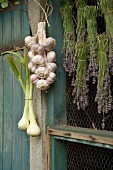 A Mediterranean arrangement featuring bunches of dried lavender, garlic and fresh onions hanging on an out building with a blue wooden door