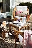 Coffee break in garden - dog sniffing at side table between wicker chairs with cushions