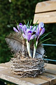 Crocuses in nest with feather