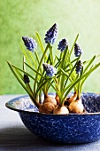 Grape hyacinths in enamel bowl