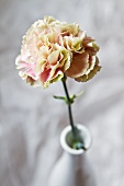 Carnation in vase