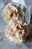 Carnations wrapped in paper
