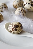 Small bird's egg on spoon decorated with feather