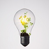 Plants growing in light bulb