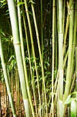 Bamboo in a garden