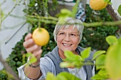An older woman picking lemons