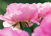 Pinkfarbene Rosenblüten