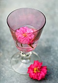Flower floating in glass of water