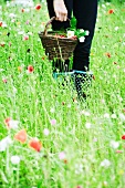 Female holding basket of red currants in field of wildflowers, cropped view of legs