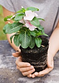 Hands holding periwinkle plant