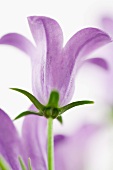 Balloon flower, low angle view, close-up