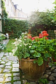 Geraniums and marguerite daisies growing in pot