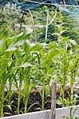 Corn seedlings growing in planter
