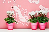Cyclamen in pink plant pots against pink wallpaper with shoe motif