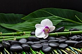 Spa-Deko im asiatischen Stil - weiße Orchideenblüte auf nassen Kieseln und Bambusrohren
