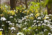 Flowering narcissus & Lady's smock