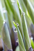 Droplets of water on hosta shoots