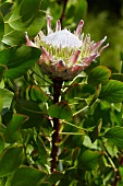 Blühende Königsprotea (Protea cynaroides)