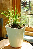 Lemongrass in white plant pot