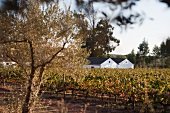 Herdade do Mouchao, winery and vines (Portugal)