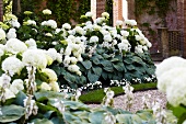 Snowball hydrangeas & hostas in garden of country house