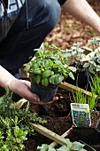 Gardening - Various herbs being planted