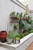 Plants growing in various pots above a raised concrete planter box