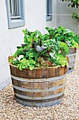 Lettuces and herbs in decorative wooden barrels on gravel floor against house facade
