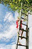 Blondes Kind klettert eine Leiter am Baum hoch