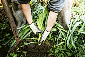 Man digging up vegetables in garden